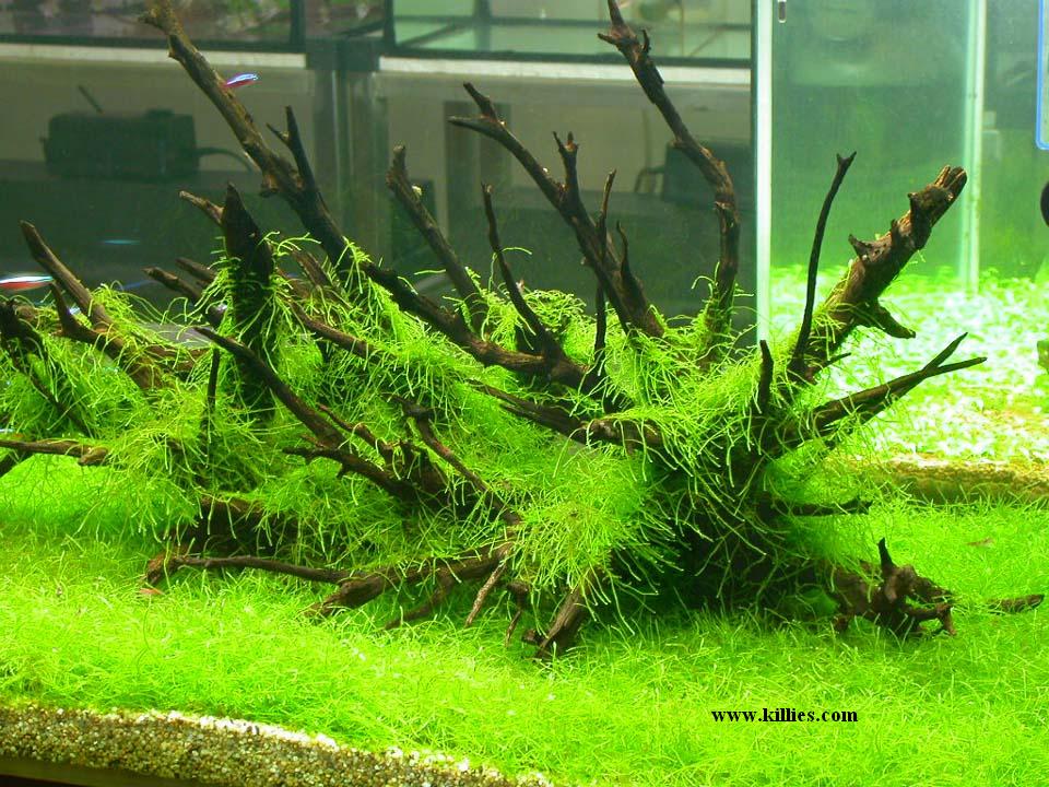 Bienvenue dans notre aquarium!: La mousse de Java : plante facile