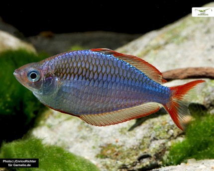 Magnifique poisson arc-en-ciel - Melanotaenia praecox - DNZ