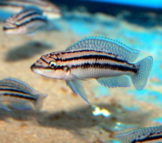 Julidochromis dickfeldi - 7-9cm