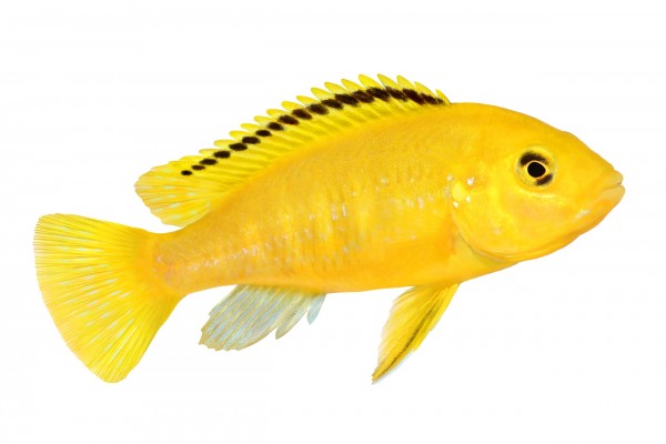Gelber Labidochromis "Yellow" - Labidochromis caeruleus - Einzeltier