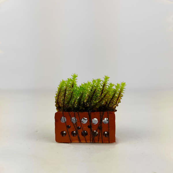 PlantMyTank - Rare Moos auf kleinem Backstein