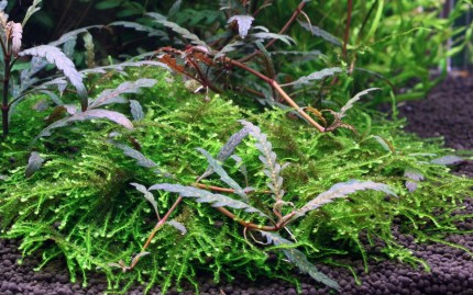 Pinnate water friend - Hygrophila pinnatifida and moss - Tropica plant on roots