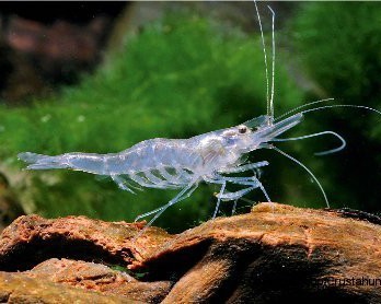 Nigerian hover shrimp, Desmocaris trispinosa