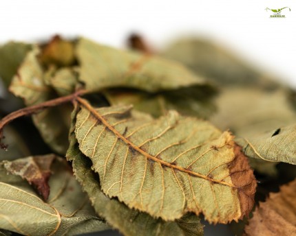 Nano chestnut leaves - 15 pcs.