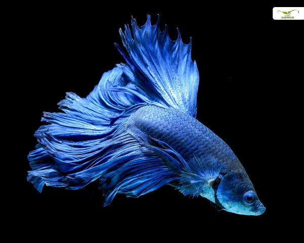 Kampffisch männlich "Blau" xl