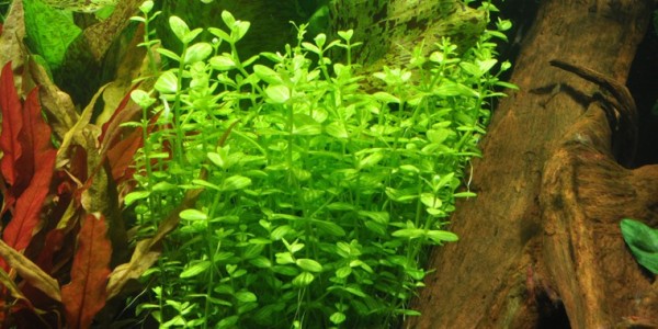 Round-leaved boxwort - Lindernia rotundifolia - Tropica pot
