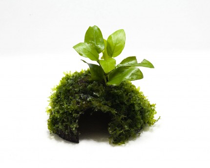 Anubias Gold Moss Cave / Coco Shell - Coconut with Anubias Gold and freshwater kelp