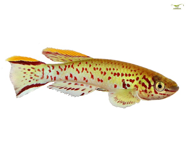 Gardner's splendid carp - Fundulopanchax gardneri - single specimen