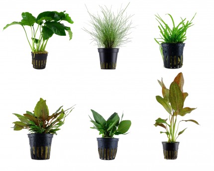 Kit d'initiation aux plantes aquatiques - 6 pots Tropica