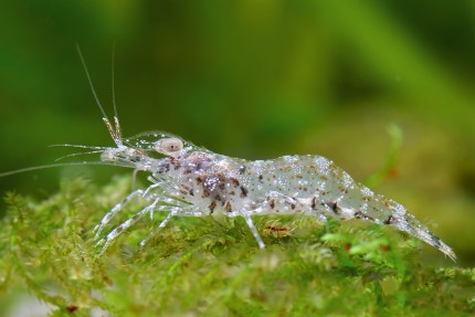 Carrying snowflake shrimp - Arachnochium kulsiense (Macrobrachium kulsiense)