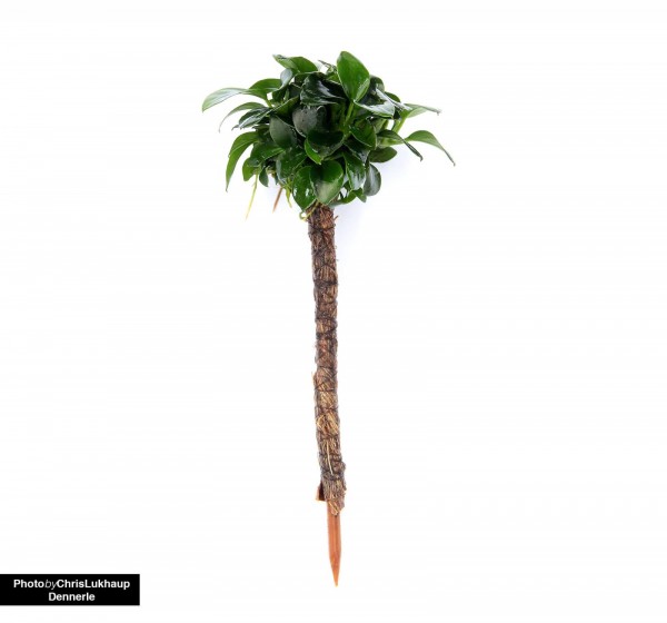 Palmier bonsaï avec Anubias nana Bonsai - Dennerle