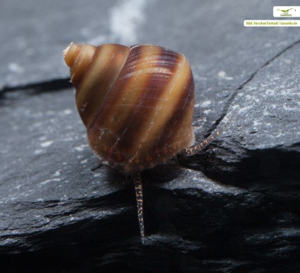 Piano snail juvenile / brush algae snail - Taia naticoides