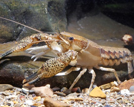 Scarface crayfish - Procambarus ouachitae