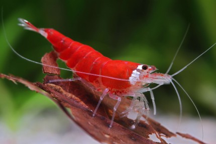 Super Crystal Red Shrimp - Caridina logemanni