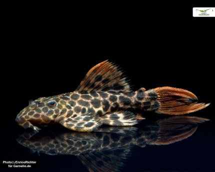 L114 - Leopardkaktusfisk - Pseudacanthicus cf. leopardus - 4-6cm