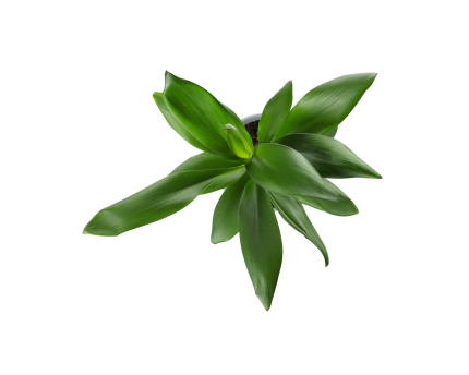 Drachenbaum - Dracaena fragrans green