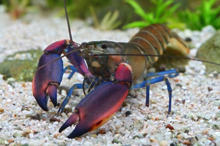 Papuan crayfish - Cherax boesemani 'tricolor