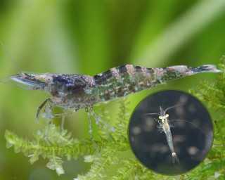 Europäische Süßwassergarnele Jungtier (ca.1cm) - Atyaephyra desmaresti