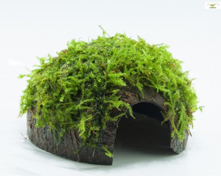 Moss Cave / Coco Shell - Kokosnöt täckt med julmossa