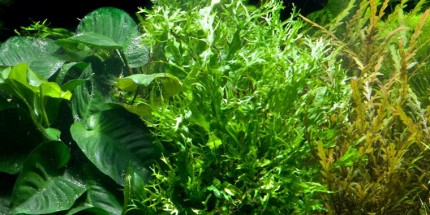 Windeløv java fern - Microsorum pteropus 'Windeløv' - Tropica pot