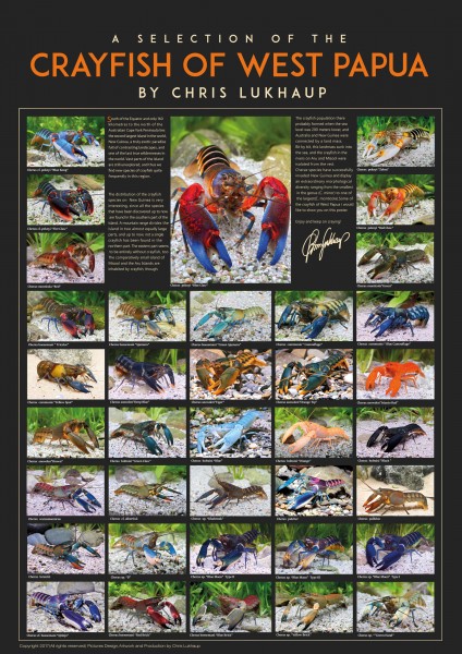 Crayfish of West Papua - Poster by Chris Lukhaup