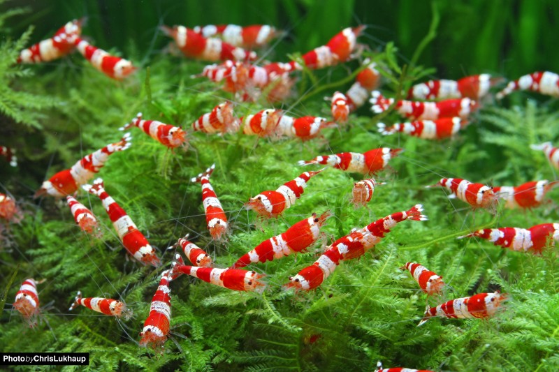 caridina_aquarium_red_bee_shrimp