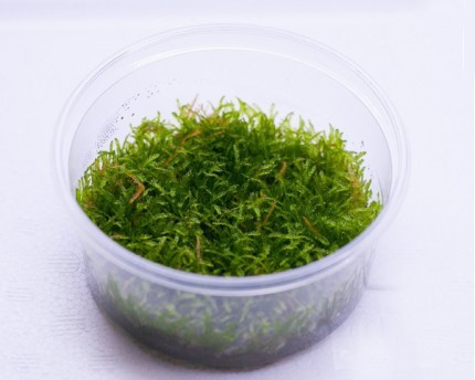 Java moss - Taxiphyllum barbieri - XXL InVitro cup
