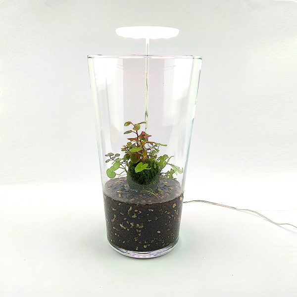 PlantMyTank - Wabi Kusa Set mit bepflanzem Moosball - "Turrim" mit Pflanzenlicht