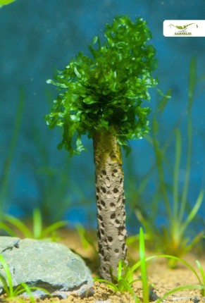 Moss Tree - 15cm - Aquarium Deco