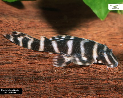 L316 - Jari zebra catfish Hypancistrus sp. DNZ 4-6 cm