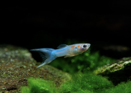 Endler guppy male blue - Poecilia wingei