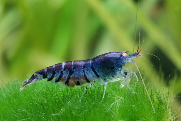 Blue tiger shrimp OE - Caridina mariae