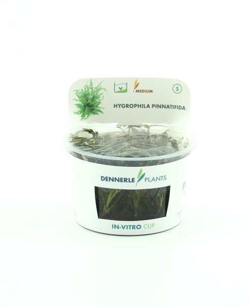 Wasserfreund braun - Hygrophila pinnatifida In-Vitro - Dennerle InVitro