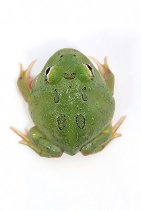 Cranwelli Jewel Horn Frog 