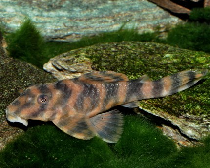 L038 - Banded dwarf catfish - Peckoltia spec.