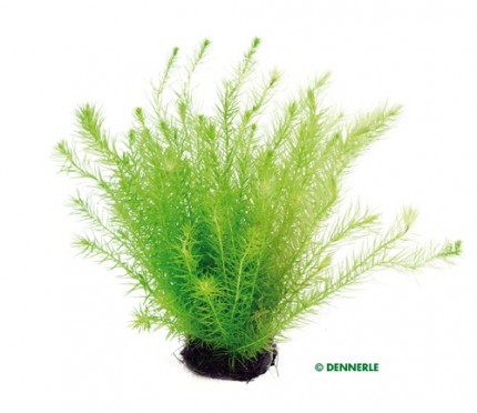 Grünes Mooskraut , Mayaca fluviatilis - 1 BUND