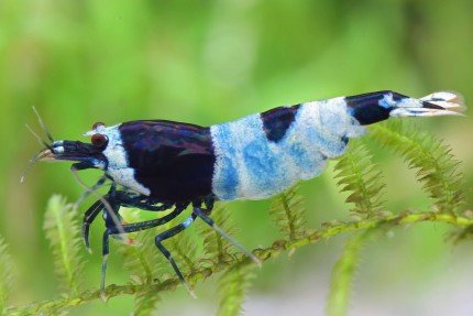 Blue Panda Shrimp, Caridina spec. 