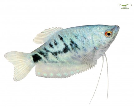 Fadenfisch blau - Trichogaster trichopterus - Einzeltier
