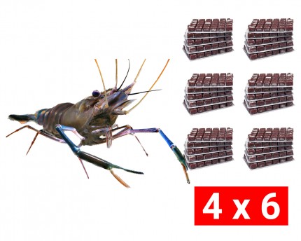 Frozen food bundle for large arm shrimp - 24 pcs.