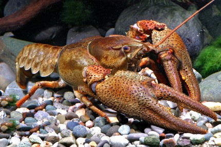 Noble crayfish - Astacus astacus