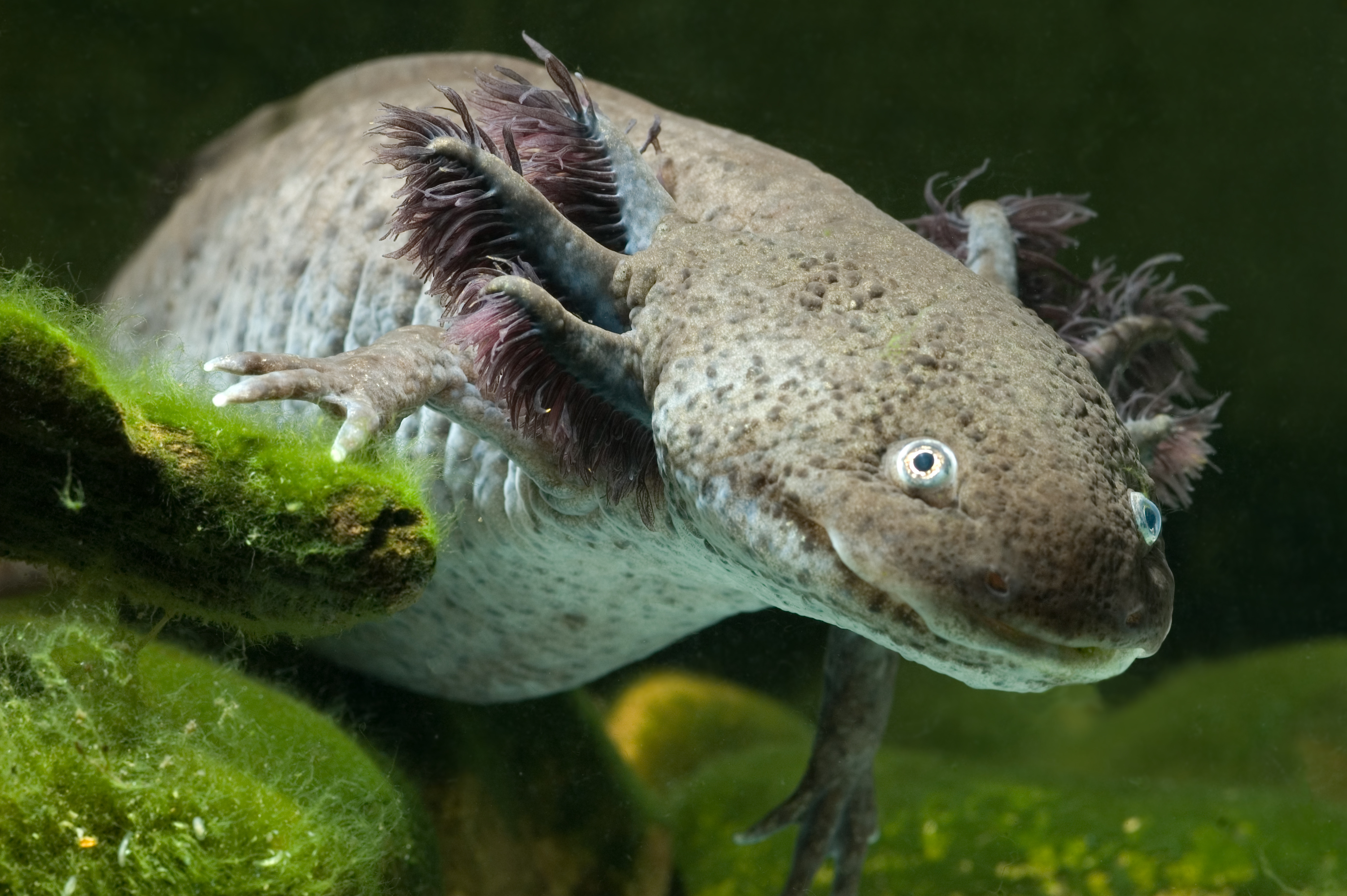 Axolotl - Faits, Alimentation, Habitat & Photos sur