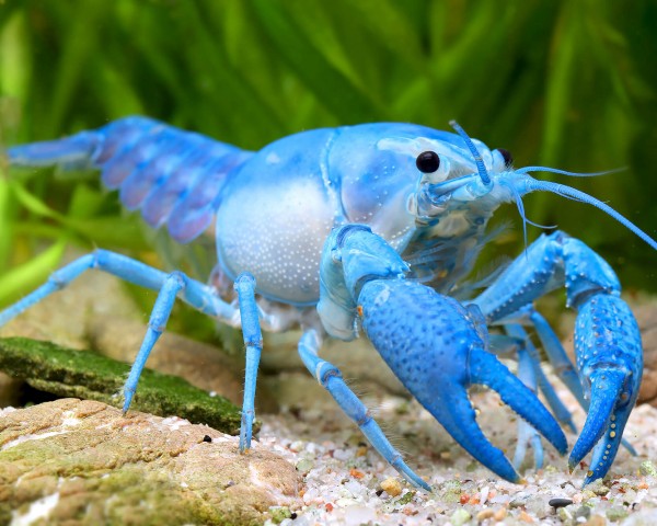 Blue "Ghosthead" Florida Crayfish - Procambarus alleni
