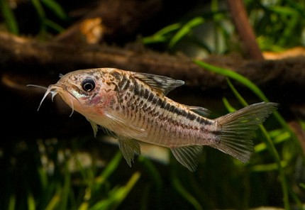 Napo catfish - Corydoras napoensis