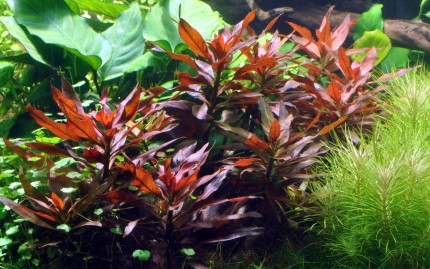 Rote Sternludwigie - Ludwigia glandulosa - Tropica Topf