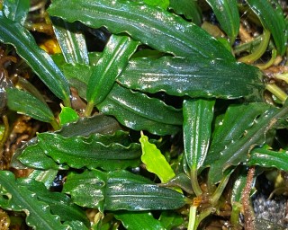 Bucephalandra spec. 
