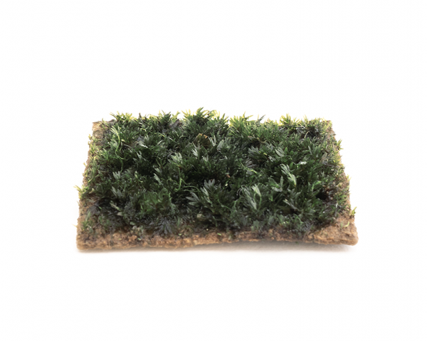 Fissidens Mini - 5x5cm Soilpad - GrowCap