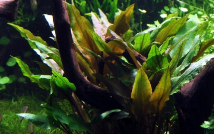 Wavy water lily - Cryptocoryne undulata - Tropica pot
