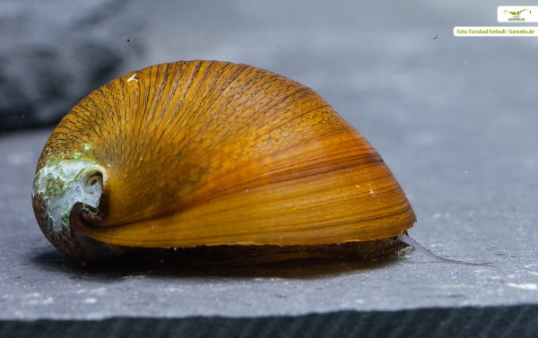 Escargot doré - Neritina sp.