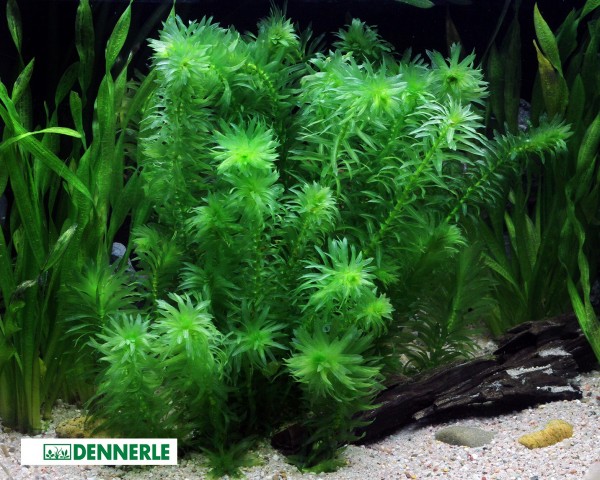 Egeria densa "Tropical species" - Tropical water plant - Dennerle pot