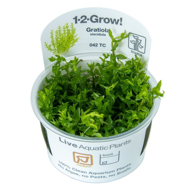 1-2-GROW! Klebriges Gnadenkraut - Gratiola viscidula